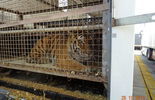Tygrysy uwięzione w klatkach (zdjęcie 5)