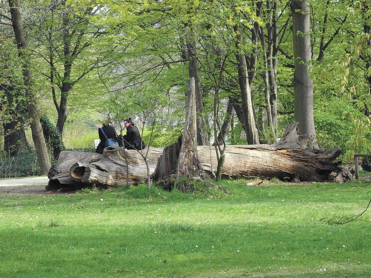  <p>Pnie drzew są w parkach Berlina atrakcją rekreacji</p>