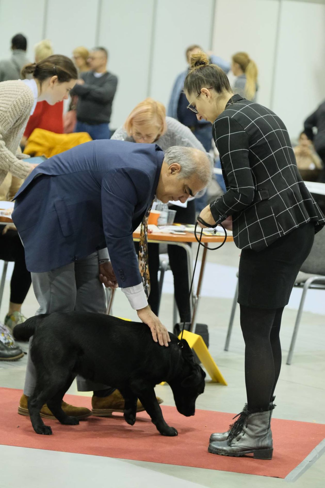  III Międzynarodowa Wystawa Psów Rasowych odbywa się w Targach Lublin (zdjęcie 1) - Autor: Maciej Kaczanowski