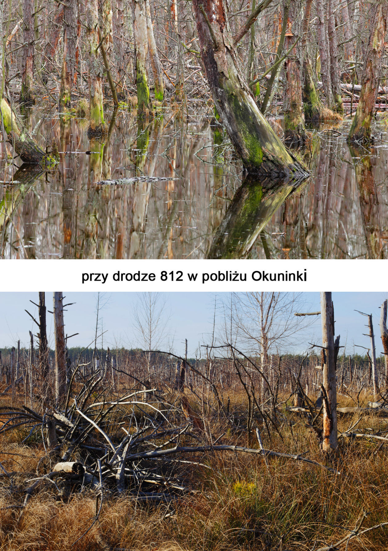  Katastrofa ekologiczna na Polesiu Lubelskim (zdjęcie 1) - Autor: Waldemar Komorowski