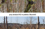 Katastrofa ekologiczna na Polesiu Lubelskim (zdjęcie 3)