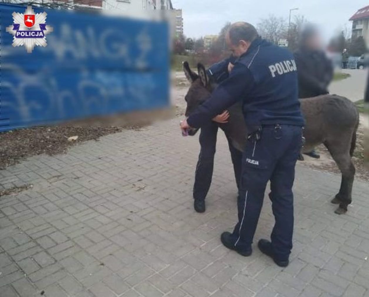  Osły uciekły z szopki w Lublinie (zdjęcie 1) - Autor: Policja