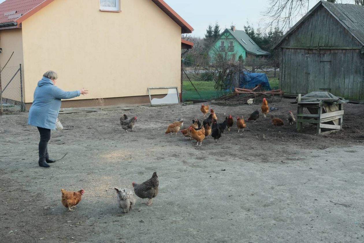  Wirus ptasiej grypy H5N8 na terenie Starego Uścimowa  (zdjęcie 1) - Autor: Maciej Kaczanowski