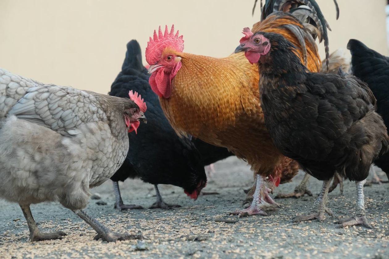  Wirus ptasiej grypy H5N8 na terenie Starego Uścimowa  (zdjęcie 1) - Autor: Maciej Kaczanowski