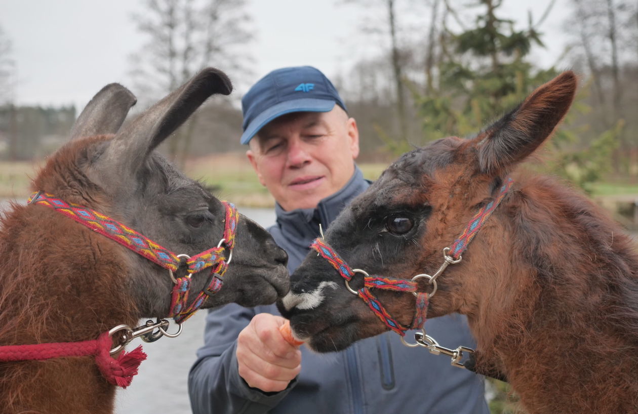  <p>16 04 2019 KREZNICA JARA MALIBU LAMA UCIEKINIER I JEJ NOWY WLASCICIEL STEFAN ODOJ</p>