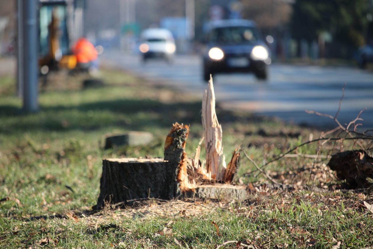  Wycięte drzewa przy ul. Warszawskiej w Białej Podlaskiej (zdjęcie 1) - Autor: Ewelina Burda