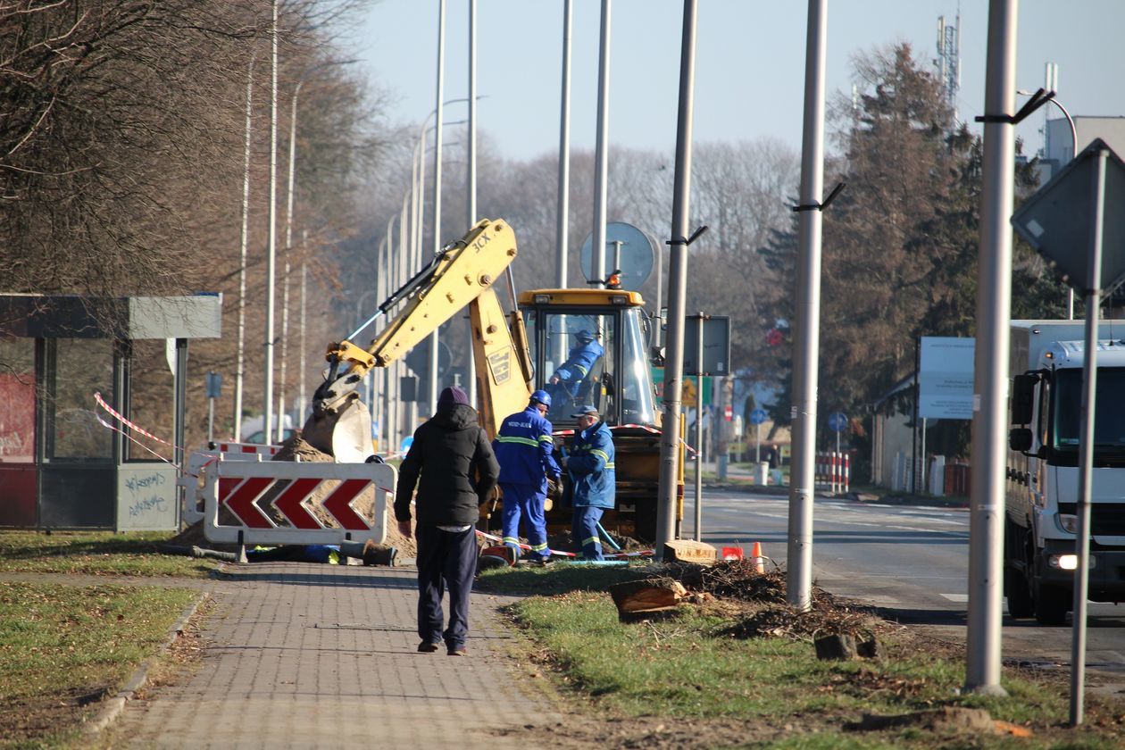  Wycięte drzewa przy ul. Warszawskiej w Białej Podlaskiej (zdjęcie 1) - Autor: Ewelina Burda