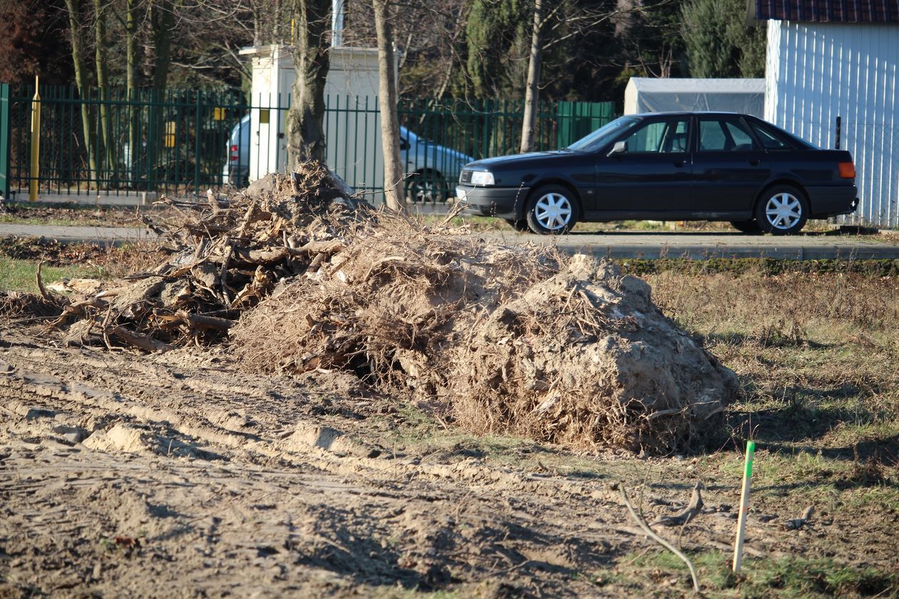  Wycięte drzewa przy ul. Warszawskiej w Białej Podlaskiej (zdjęcie 1) - Autor: Ewelina Burda