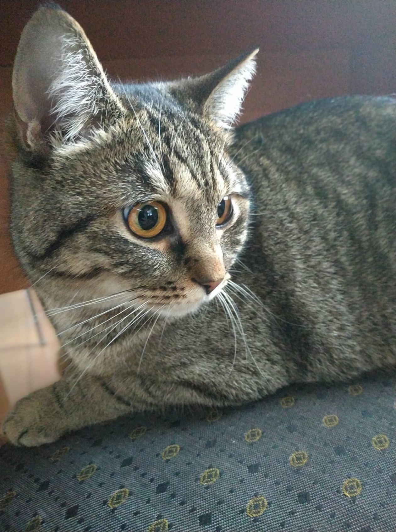  <p>Tośka</p>