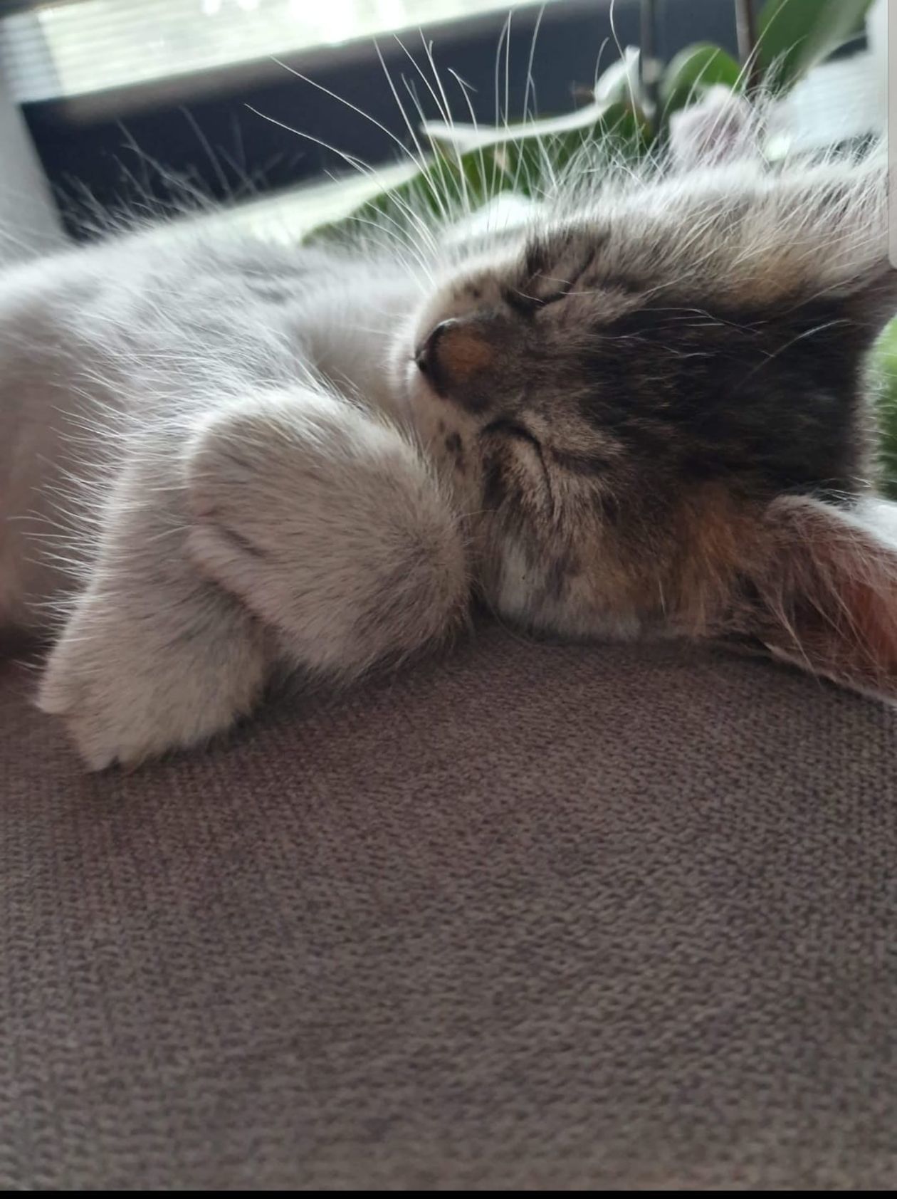  <p>Lola</p>