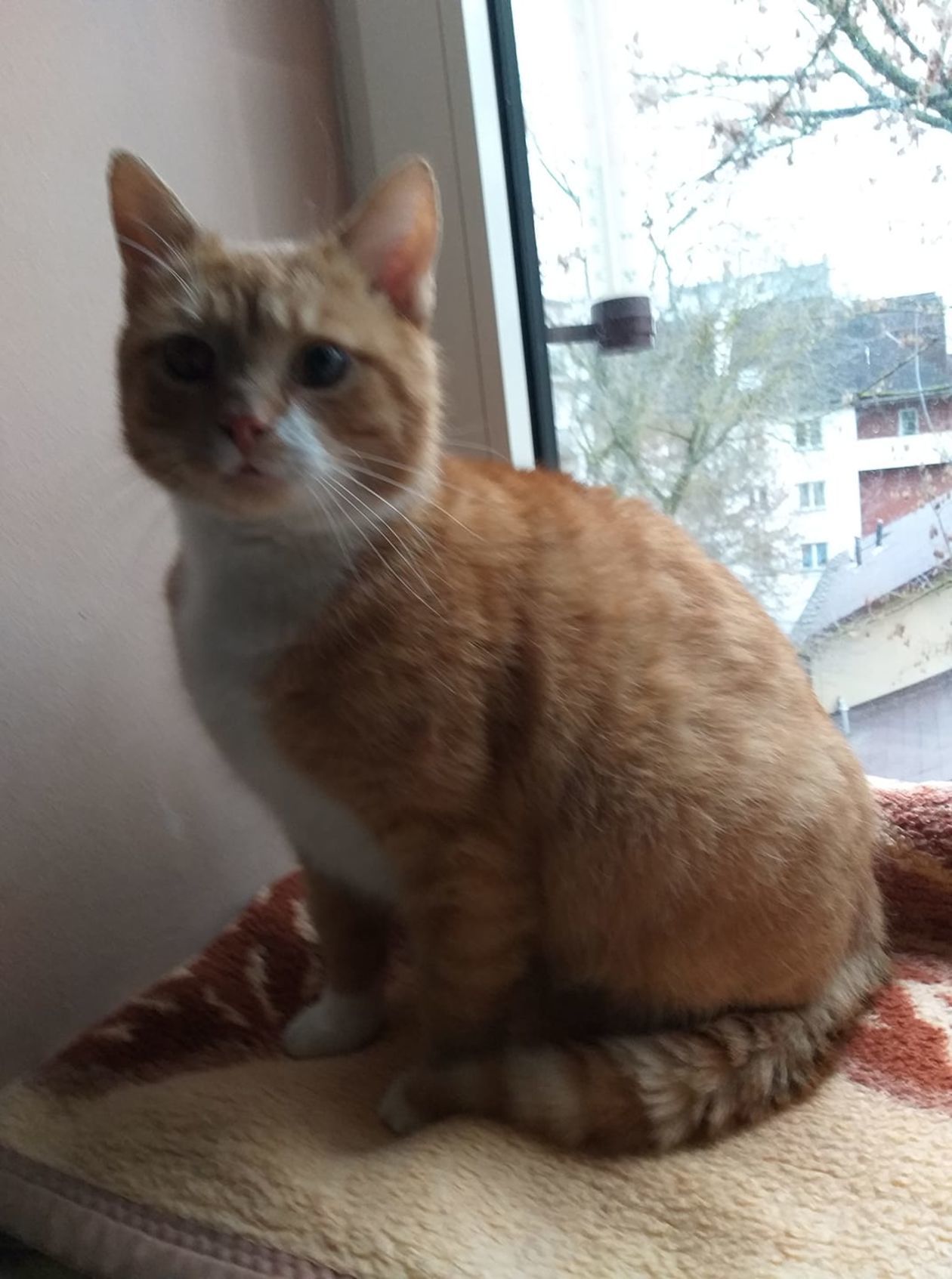  <p>Rudi</p>