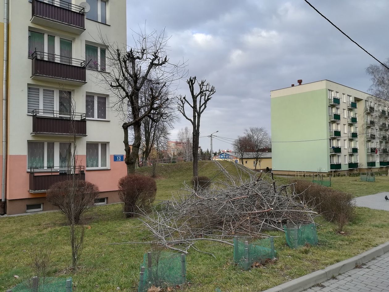  Drzewa w Lubartowie zostały zniszczone? (zdjęcie 1) - Autor: mk