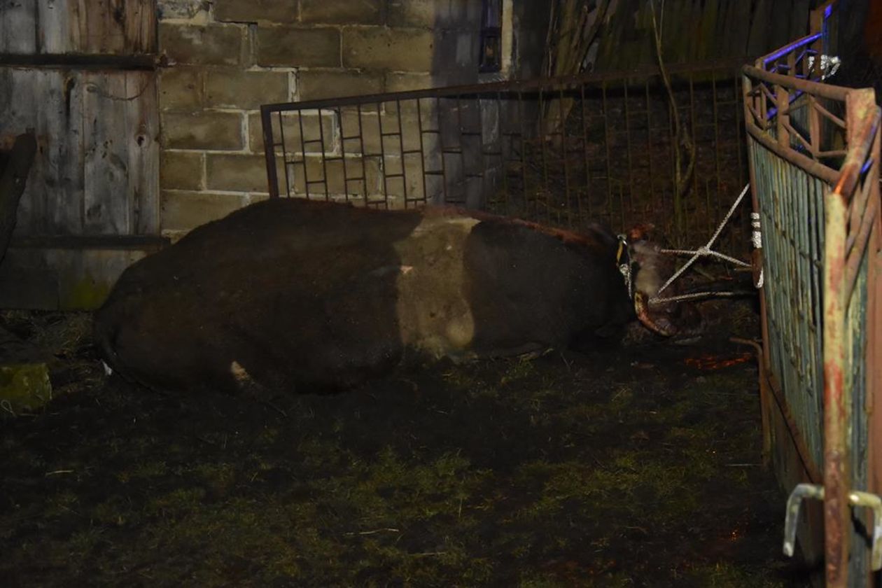  Byk w Żabiance zaatakował właściciela  (zdjęcie 1) - Autor: deblinnews.pl