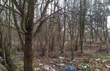 Sprzątali las w okolicach Lubartowa (zdjęcie 3)