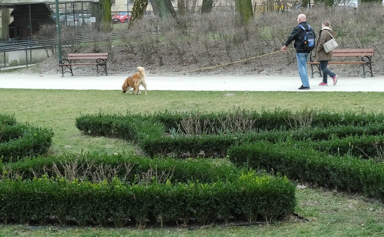  Ulica Węglinek i Ogród Saski popularne wśród spacerowiczów (zdjęcie 1) - Autor: Maciej Kaczanowski