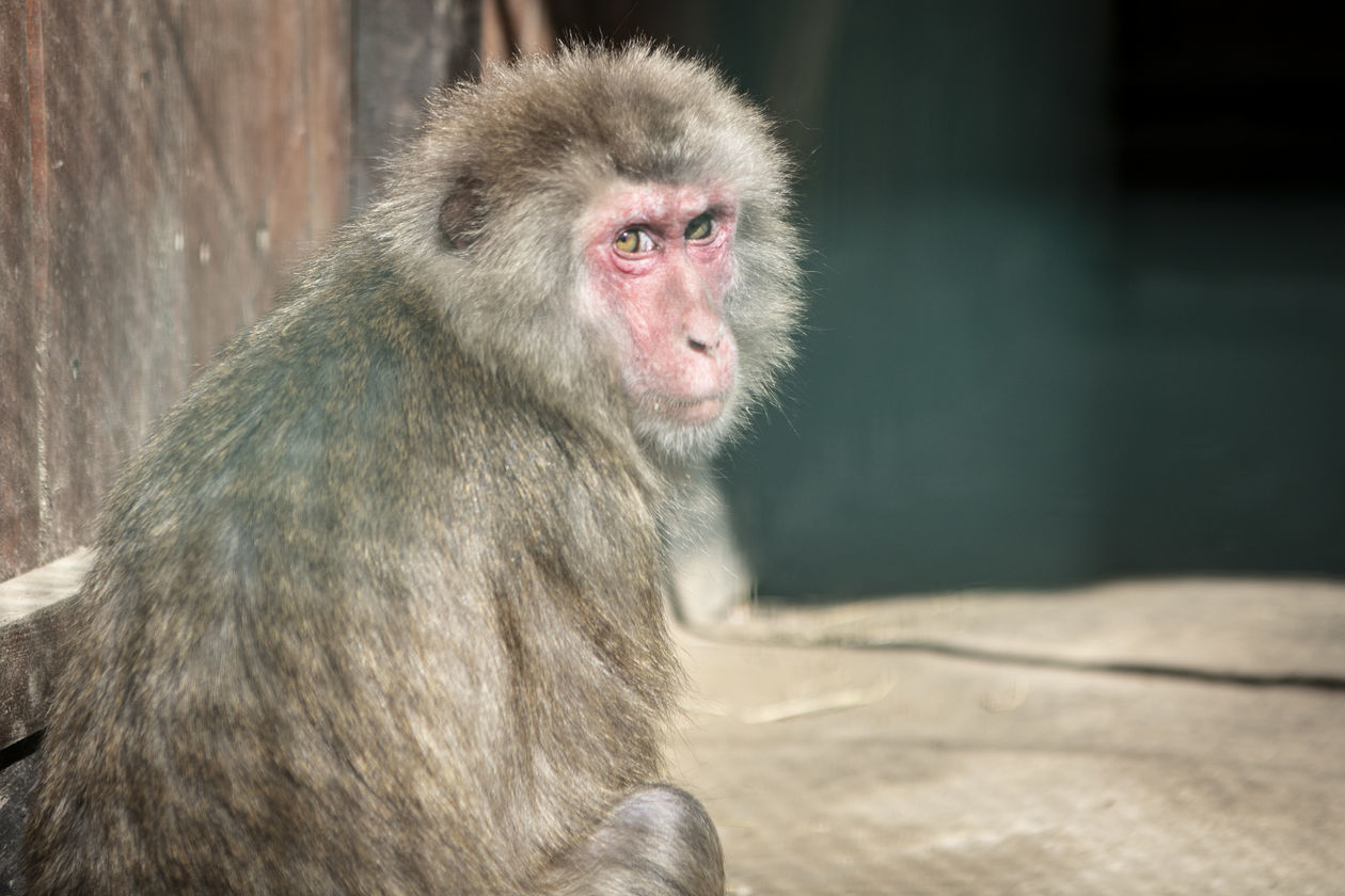  ZOO w Wojciechowie (zdjęcie 1) - Autor: Jacek Szydłowski