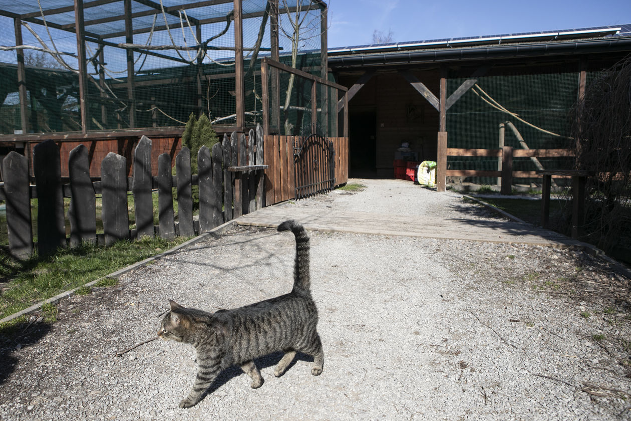  ZOO w Wojciechowie (zdjęcie 1) - Autor: Jacek Szydłowski