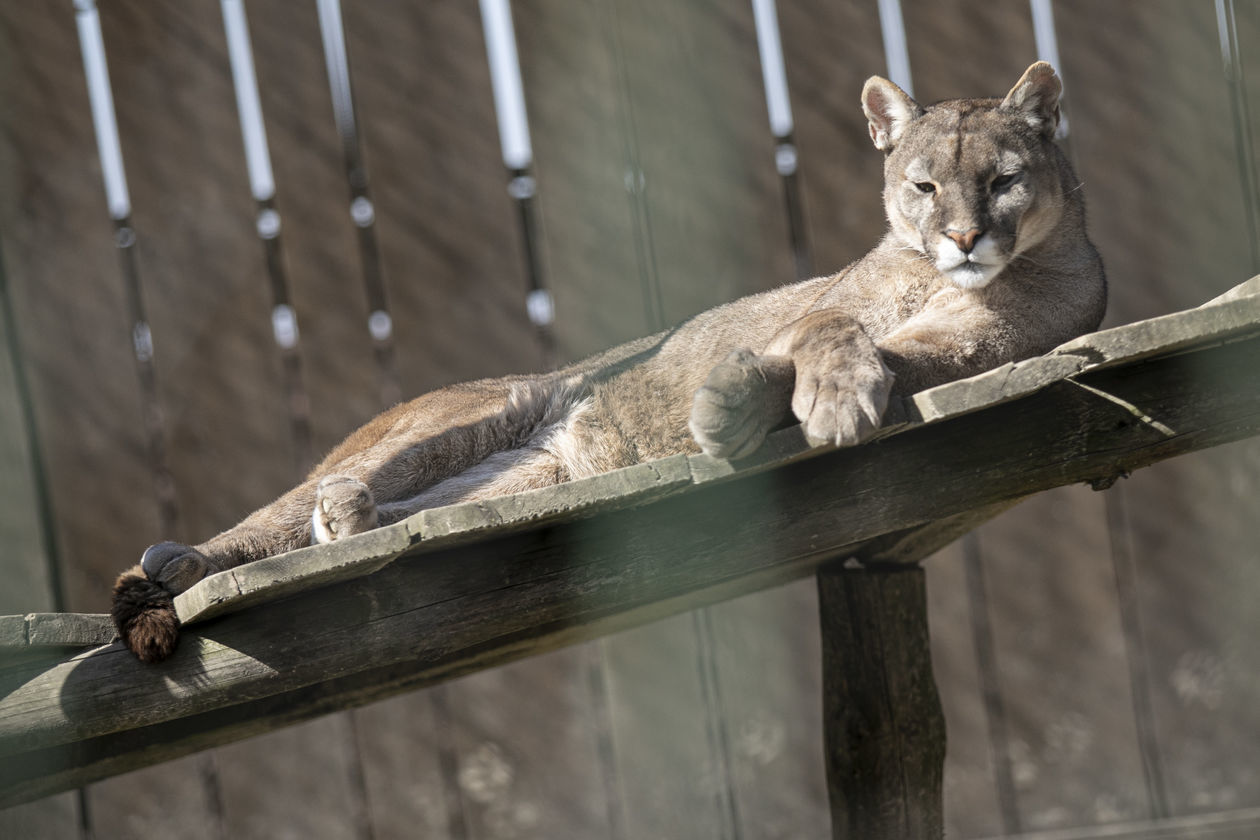  ZOO w Wojciechowie (zdjęcie 1) - Autor: Jacek Szydłowski