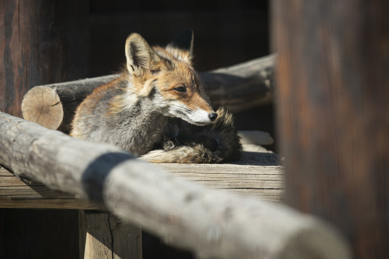  ZOO w Wojciechowie (zdjęcie 1) - Autor: Jacek Szydłowski