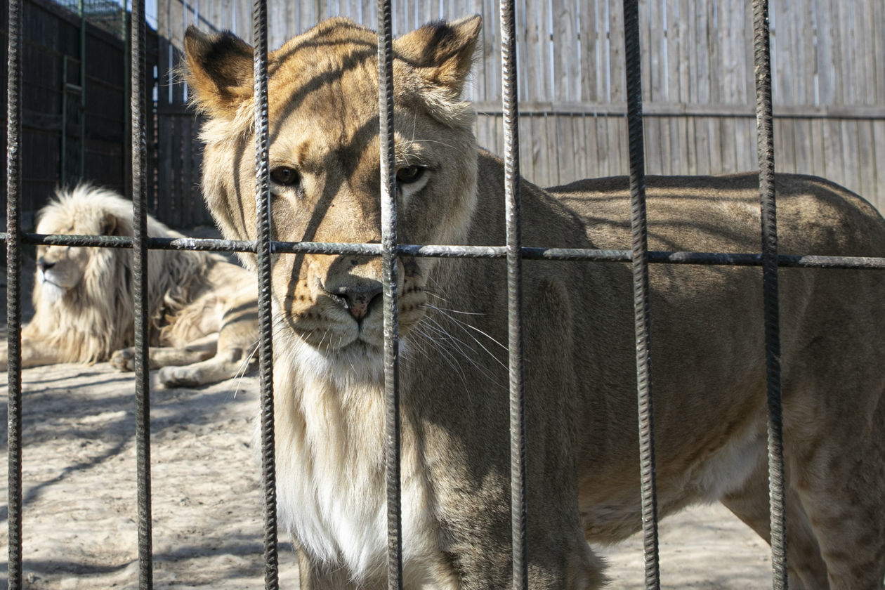  ZOO w Wojciechowie (zdjęcie 1) - Autor: Jacek Szydłowski