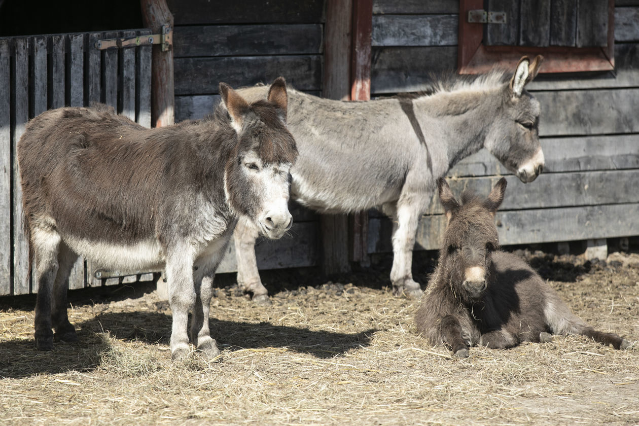  ZOO w Wojciechowie (zdjęcie 1) - Autor: Jacek Szydłowski