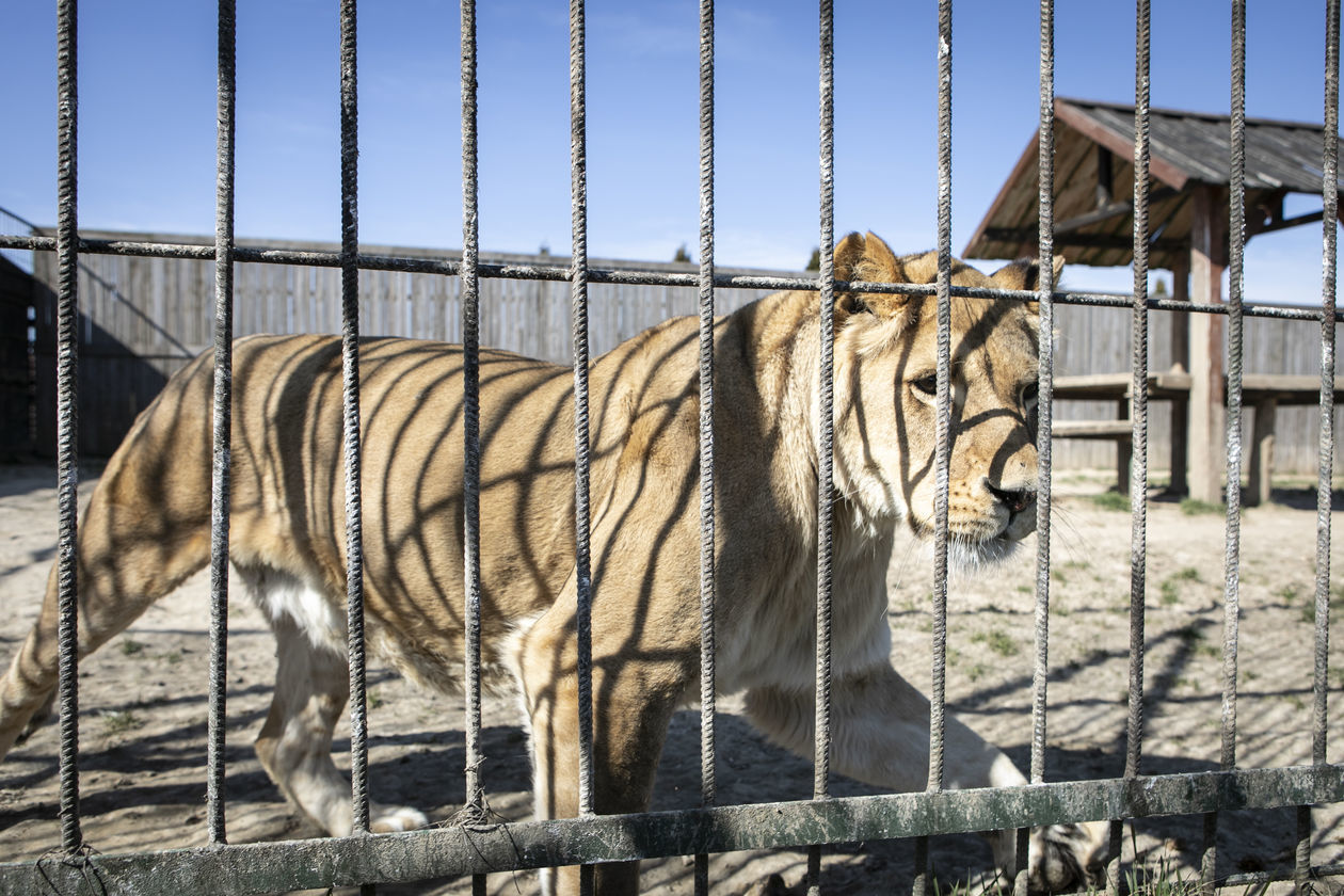  ZOO w Wojciechowie (zdjęcie 1) - Autor: Jacek Szydłowski