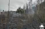 Pożar lasu w Piasecznie  (zdjęcie 2)