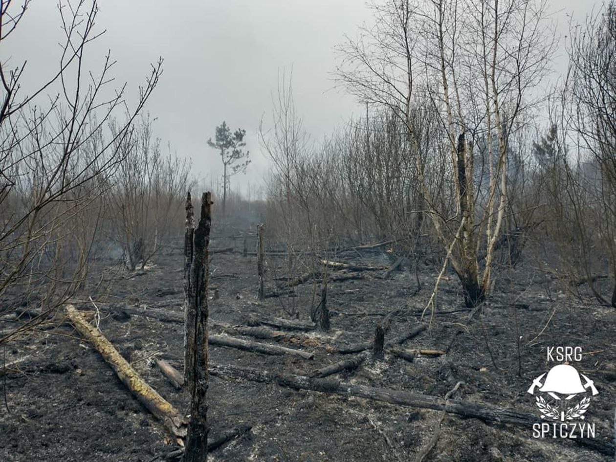  Pożar lasu w Piasecznie  (zdjęcie 1) - Autor: OSP Spiczyn