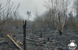 Pożar lasu w Piasecznie  (zdjęcie 4)