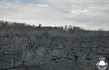 Pożar lasu w Piasecznie  (zdjęcie 3)