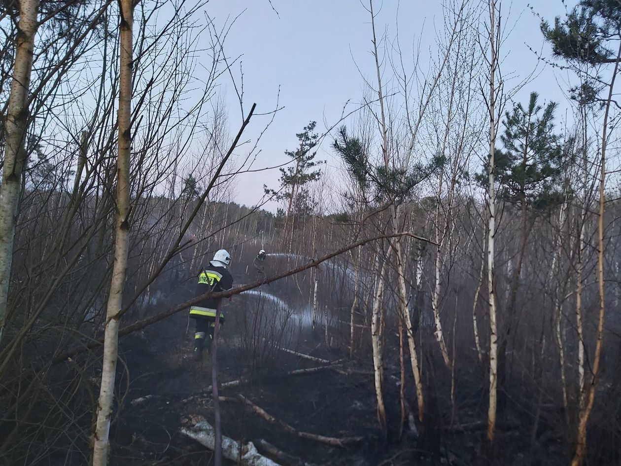 Pożar lasu w Piasecznie 