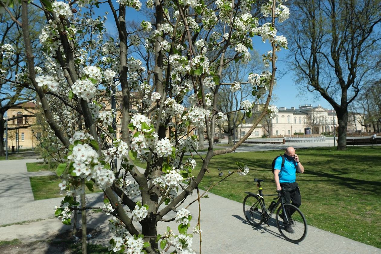  Wiosenny Lublin: kwitnące rośliny na pl. Litewskim i w Ogrodzie Saskim (zdjęcie 1) - Autor: Maciej Kaczanowski