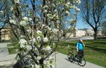 Wiosenny Lublin: kwitnące rośliny na pl. Litewskim i w Ogrodzie Saskim (zdjęcie 5)