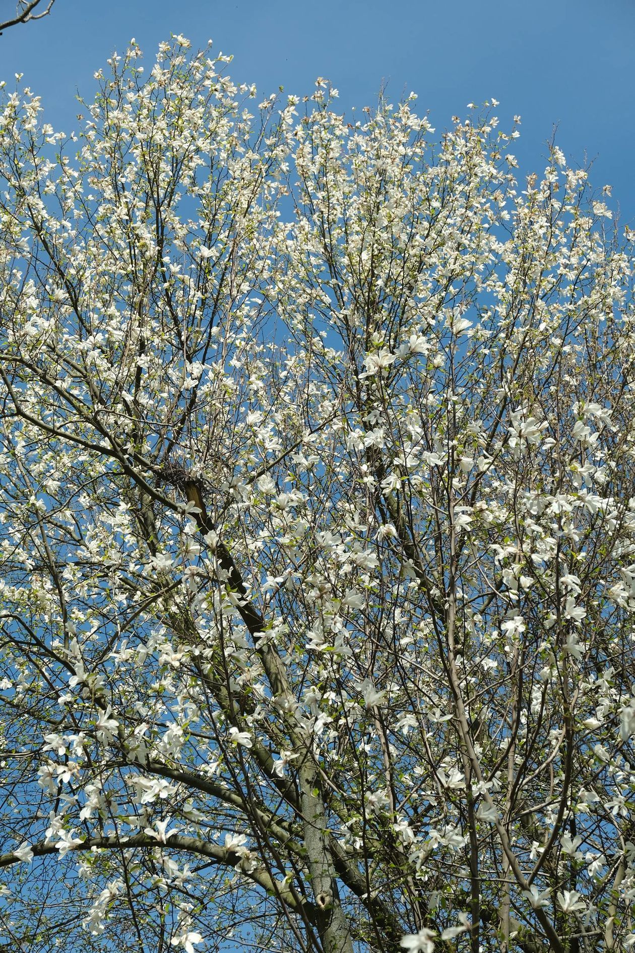  Wiosenny Lublin: kwitnące rośliny na pl. Litewskim i w Ogrodzie Saskim (zdjęcie 1) - Autor: Maciej Kaczanowski