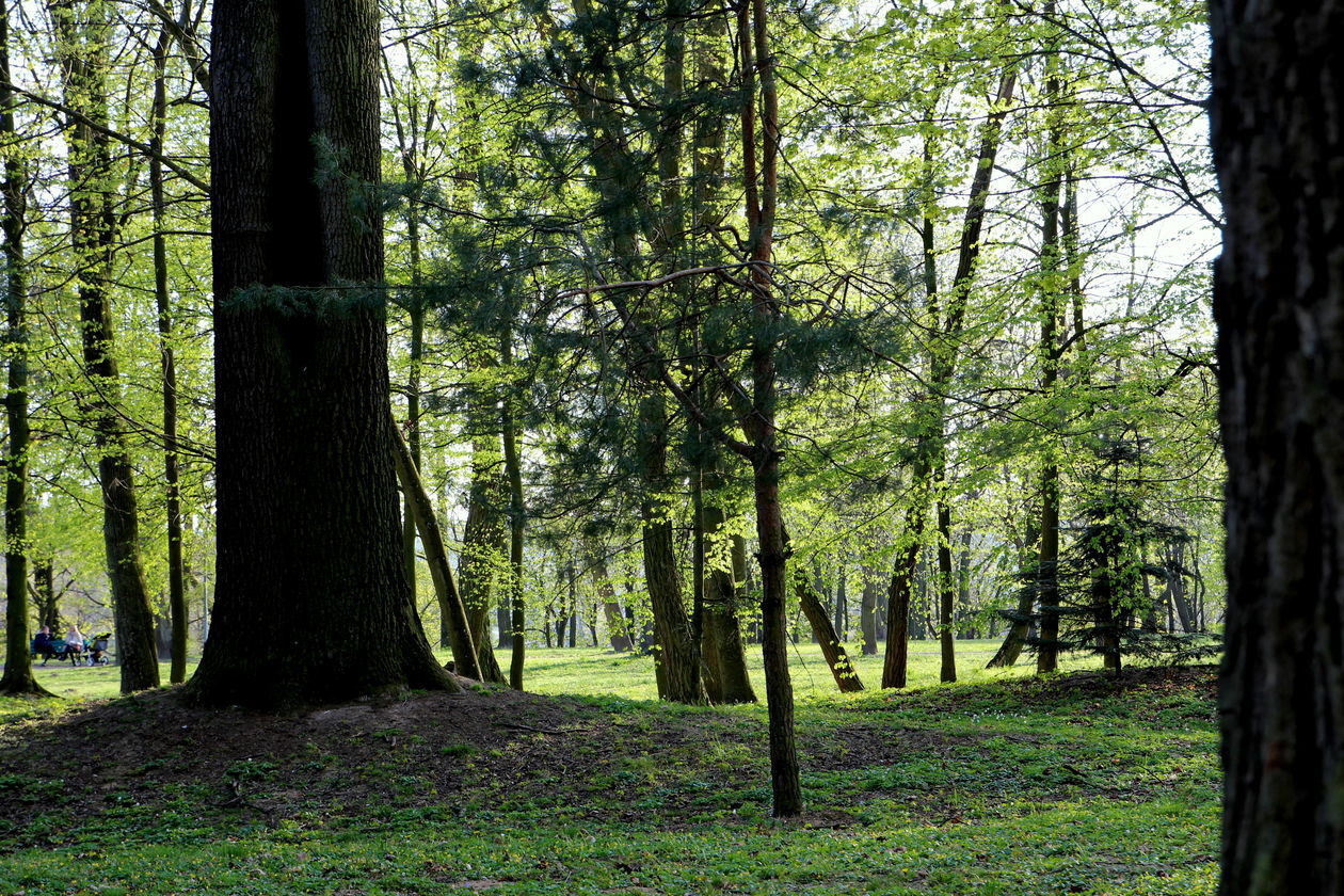  Spacerowicze wracają do puławskich parków (zdjęcie 1) - Autor: Radosław Szczęch