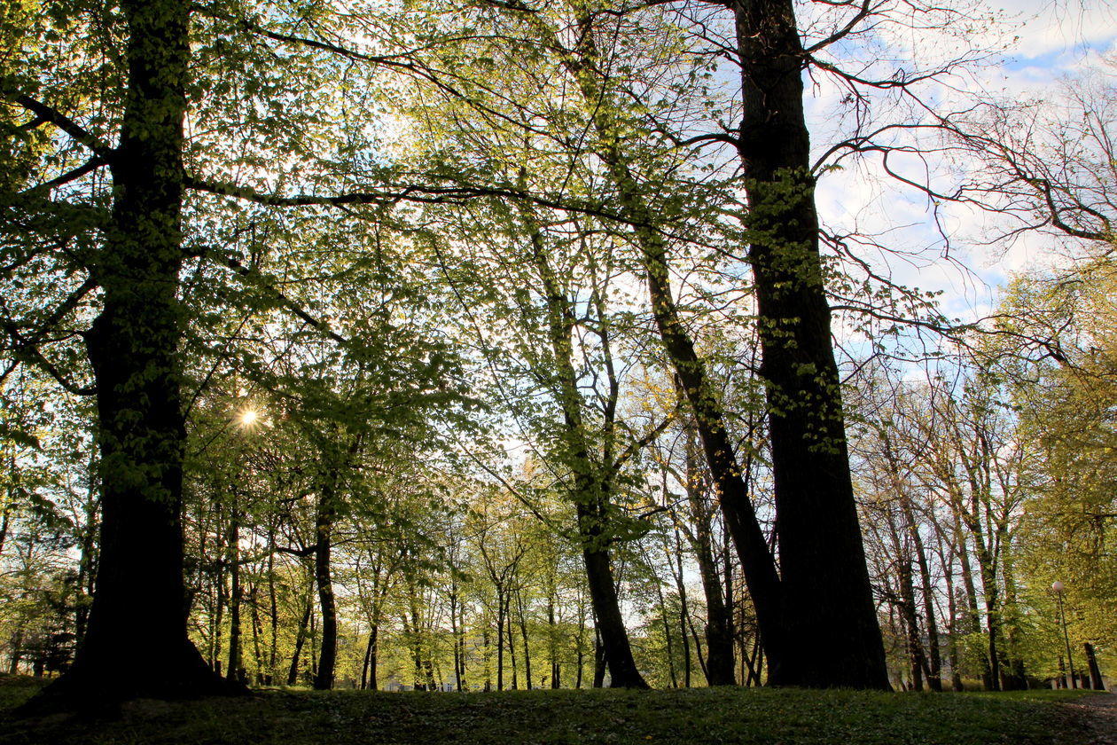  Spacerowicze wracają do puławskich parków (zdjęcie 1) - Autor: Radosław Szczęch