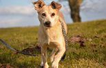 Psy do adopcji ze schroniska w Nowodworze (zdjęcie 4)