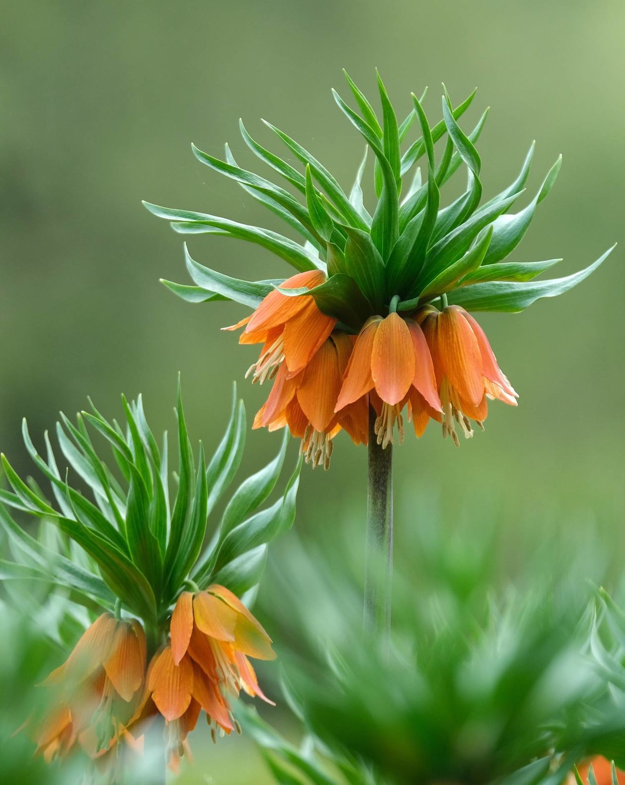  Ogród Botaniczny UMCS od soboty otwarty dla zwiedzających (zdjęcie 1) - Autor: Maciej Kaczanowski