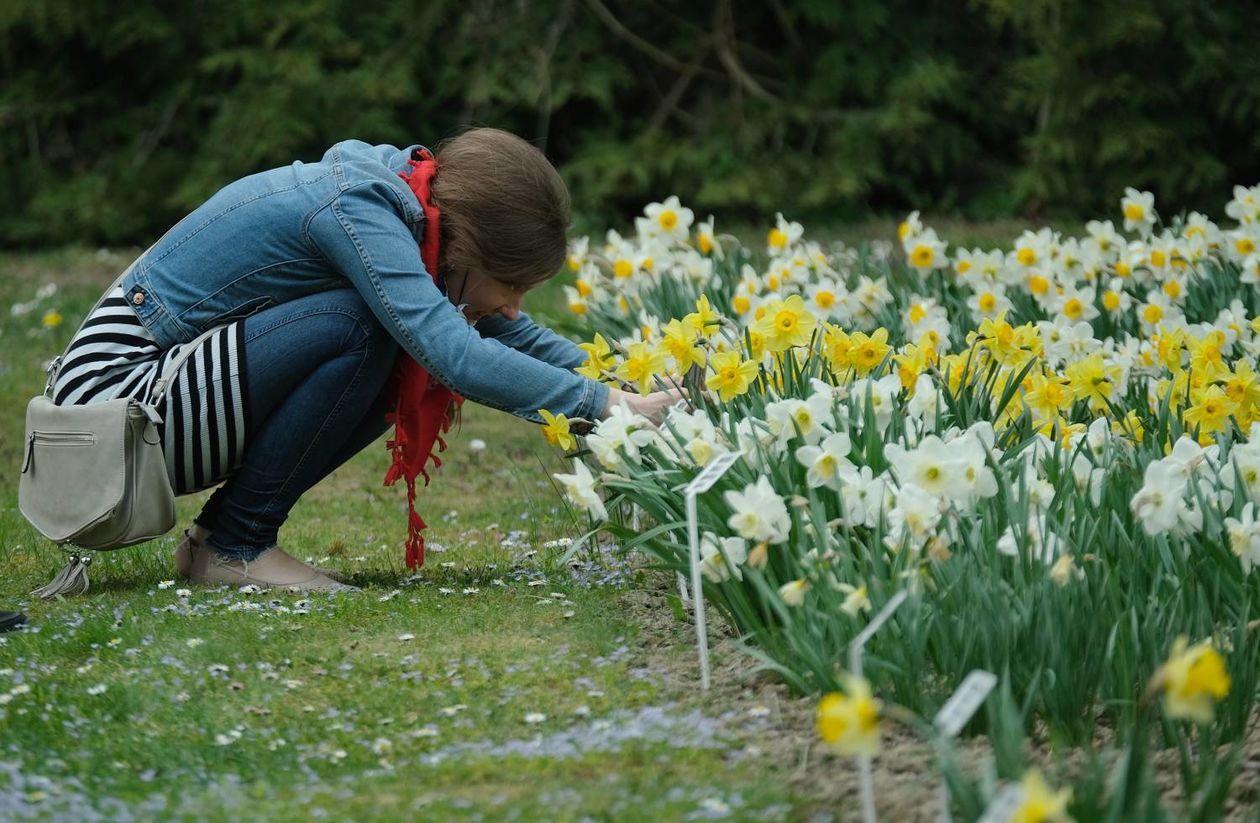  Ogród Botaniczny UMCS od soboty otwarty dla zwiedzających (zdjęcie 1) - Autor: Maciej Kaczanowski