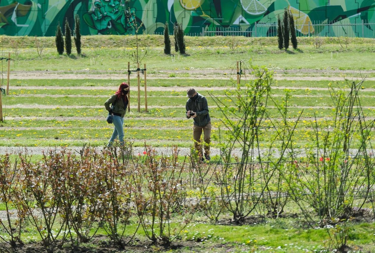  Ogród Botaniczny UMCS od soboty otwarty dla zwiedzających (zdjęcie 1) - Autor: Maciej Kaczanowski