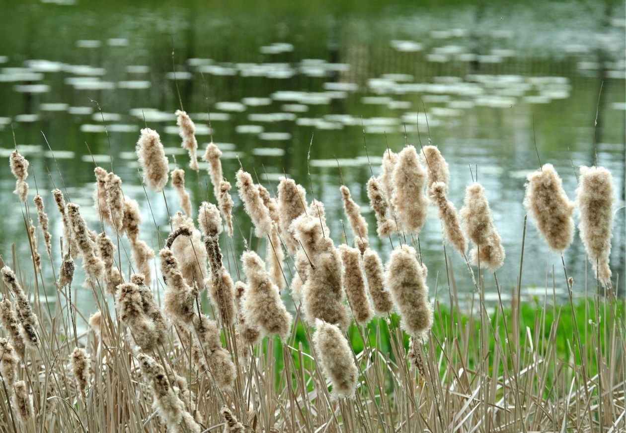  Ogród Botaniczny UMCS od soboty otwarty dla zwiedzających (zdjęcie 1) - Autor: Maciej Kaczanowski