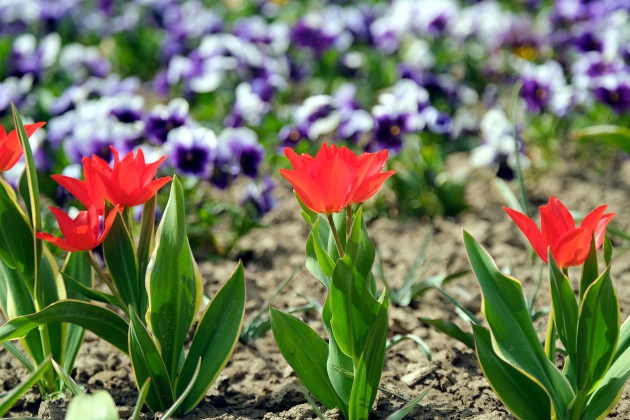  Ogród Botaniczny UMCS od soboty otwarty dla zwiedzających (zdjęcie 1) - Autor: Maciej Kaczanowski