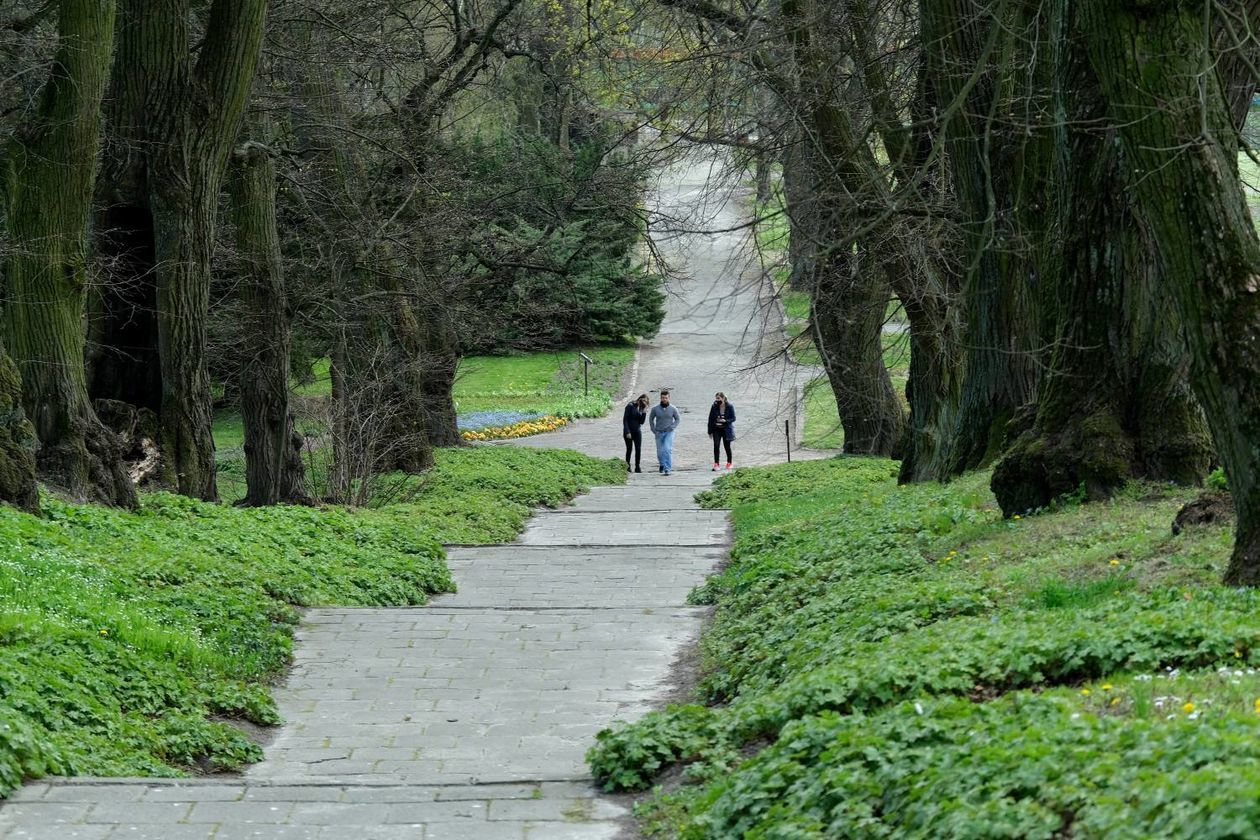  Ogród Botaniczny UMCS od soboty otwarty dla zwiedzających (zdjęcie 1) - Autor: Maciej Kaczanowski