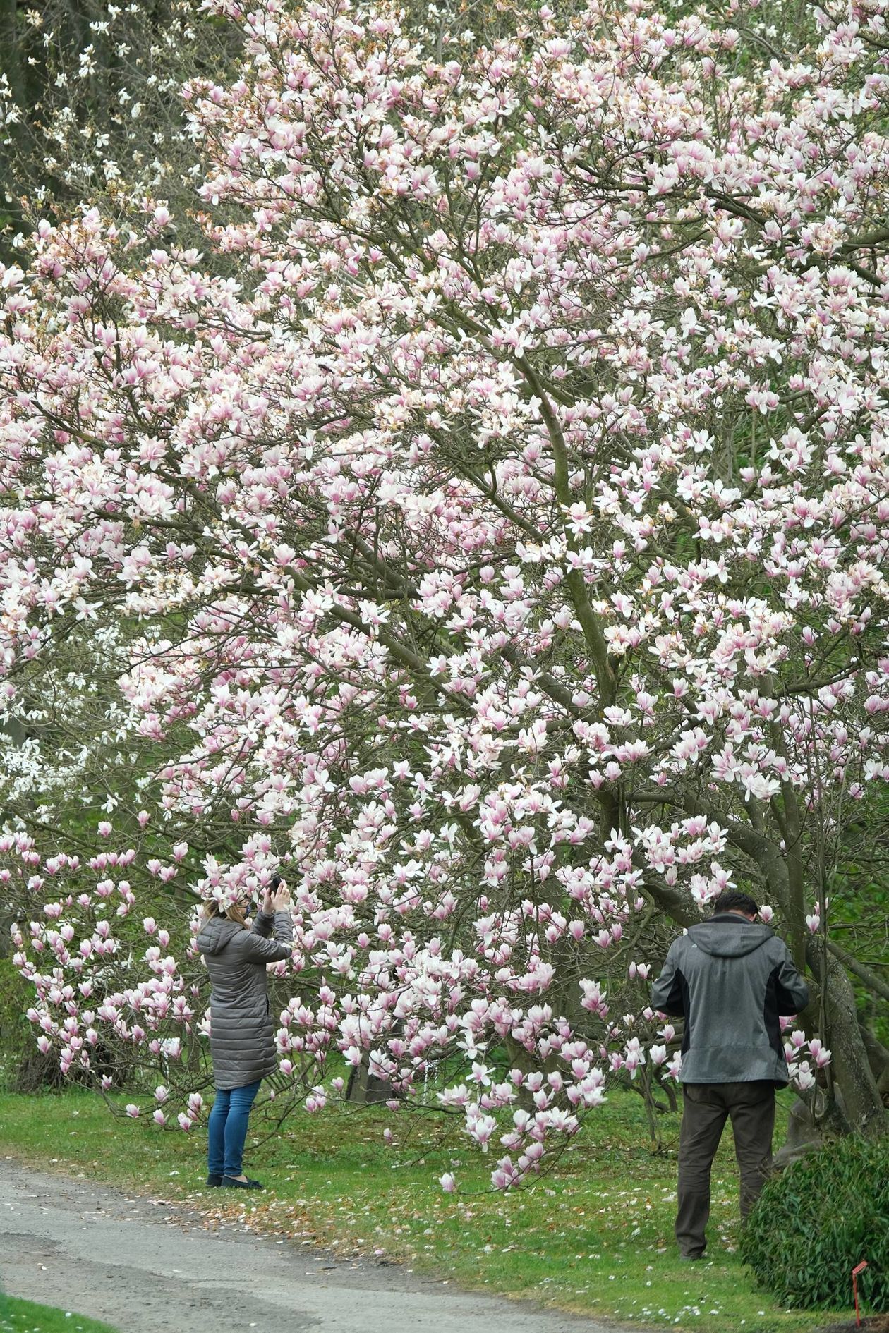  Ogród Botaniczny UMCS od soboty otwarty dla zwiedzających (zdjęcie 1) - Autor: Maciej Kaczanowski