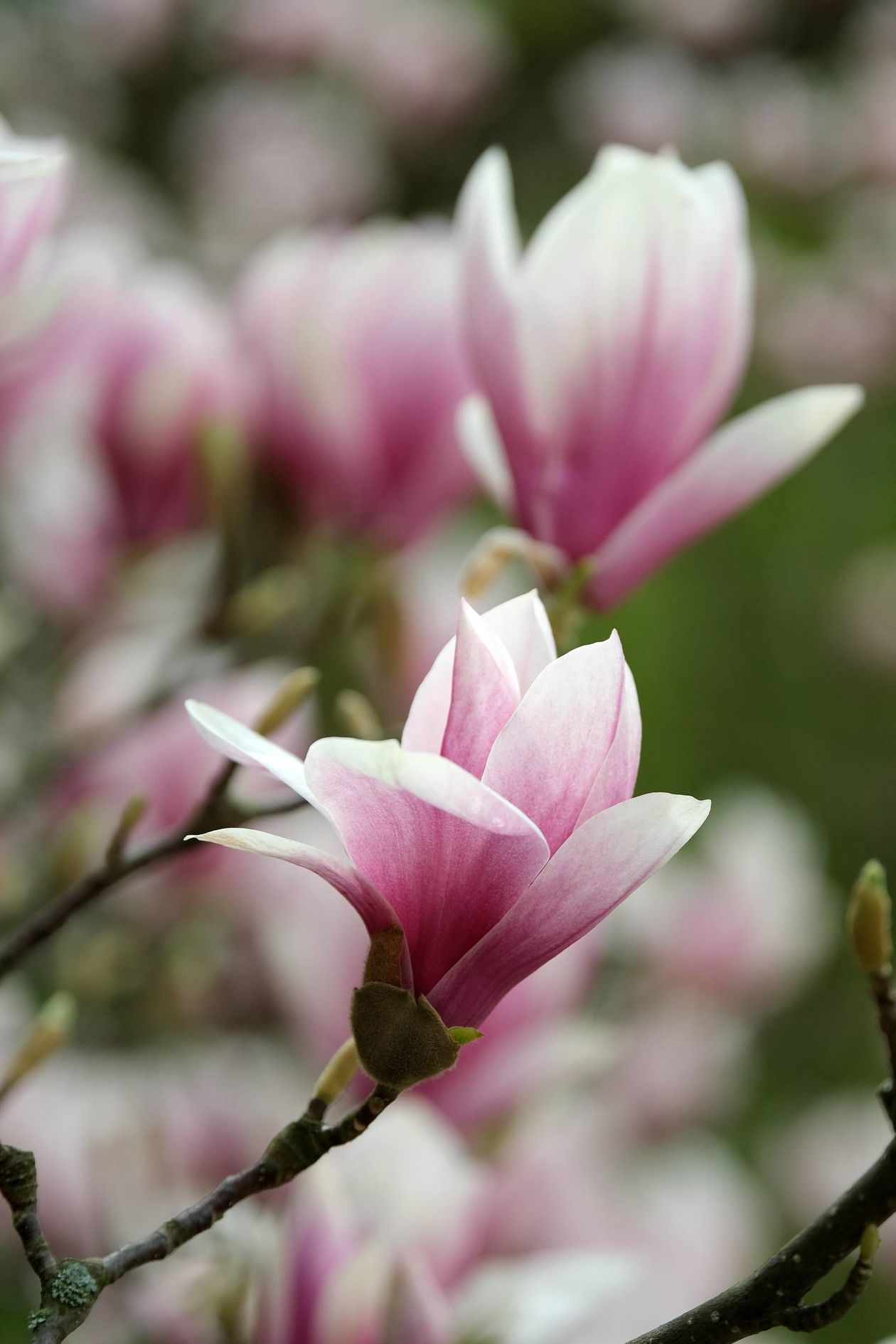  Ogród Botaniczny UMCS od soboty otwarty dla zwiedzających (zdjęcie 1) - Autor: Maciej Kaczanowski