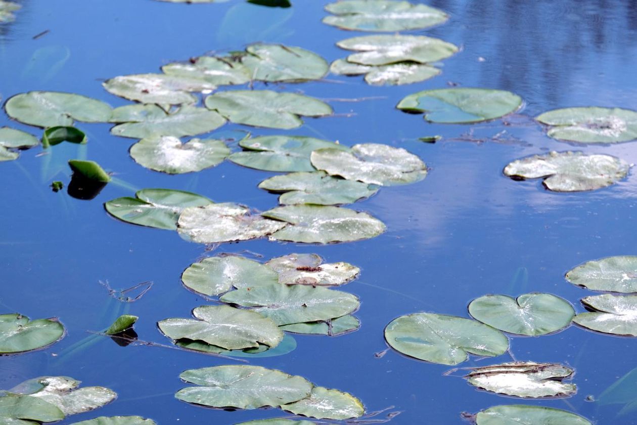  Ogród Botaniczny UMCS od soboty otwarty dla zwiedzających (zdjęcie 1) - Autor: Maciej Kaczanowski