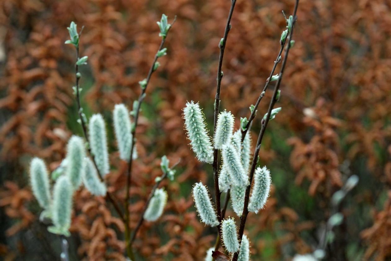  Ogród Botaniczny UMCS od soboty otwarty dla zwiedzających (zdjęcie 1) - Autor: Maciej Kaczanowski