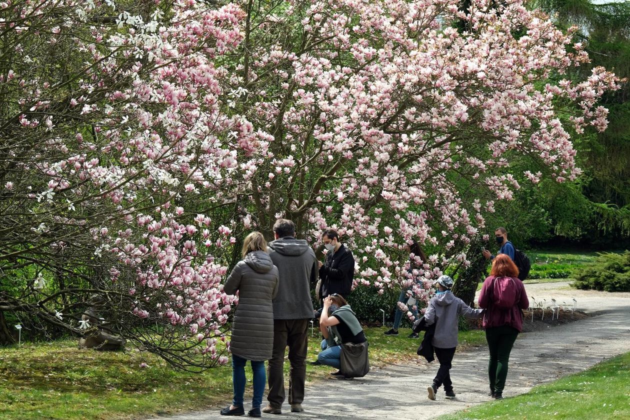  Ogród Botaniczny UMCS od soboty otwarty dla zwiedzających (zdjęcie 1) - Autor: Maciej Kaczanowski