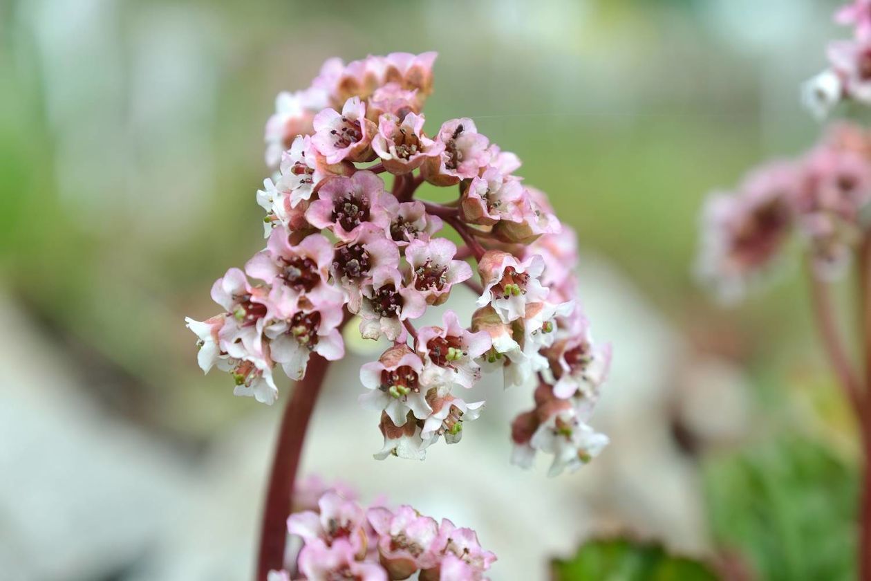  Ogród Botaniczny UMCS od soboty otwarty dla zwiedzających (zdjęcie 1) - Autor: Maciej Kaczanowski