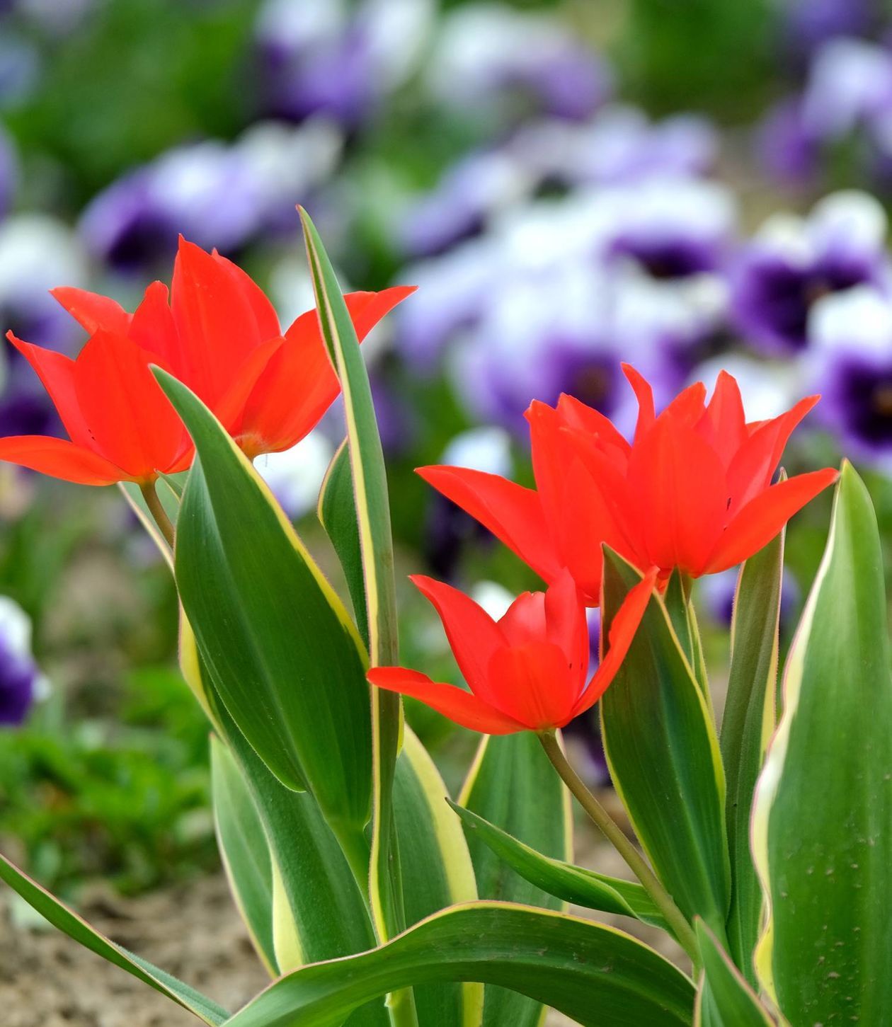  Ogród Botaniczny UMCS od soboty otwarty dla zwiedzających (zdjęcie 1) - Autor: Maciej Kaczanowski